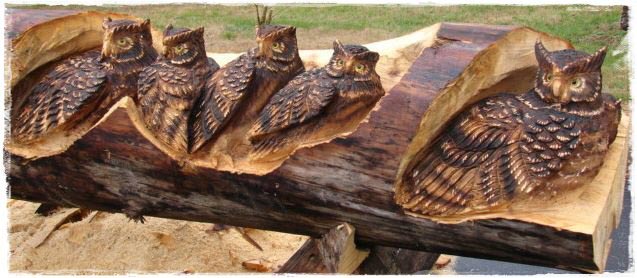 Owls nesting in a log.