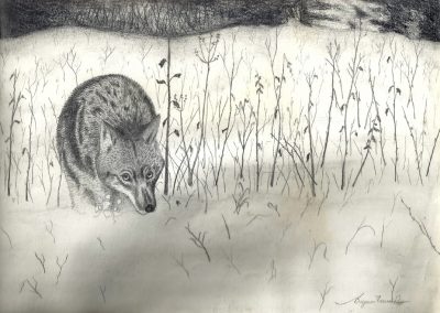 One of Bryan's drawings of a wolf.