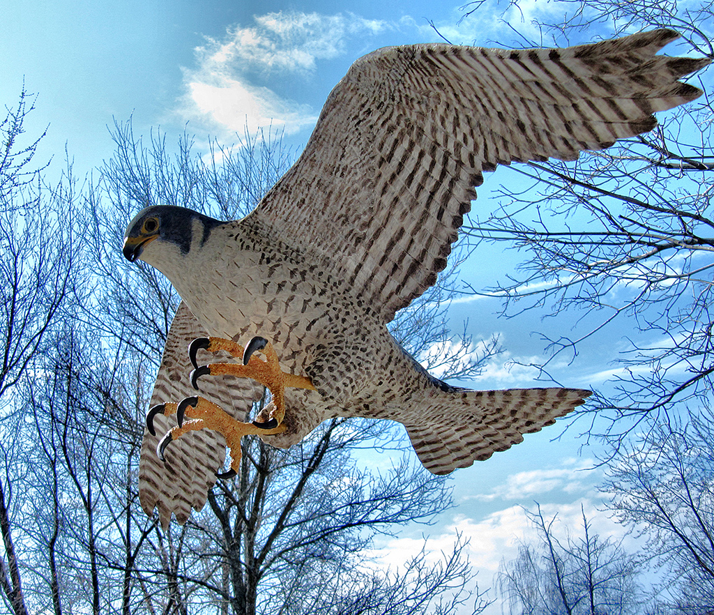 A wooden peregrine falcon carving takes flight. 