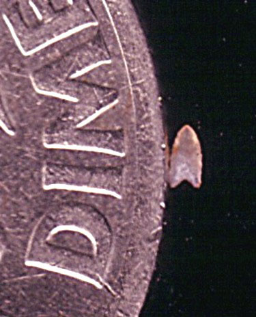 Dan's smallest arrowhead, a fluted and bi-facially flaked Clovis-style point.